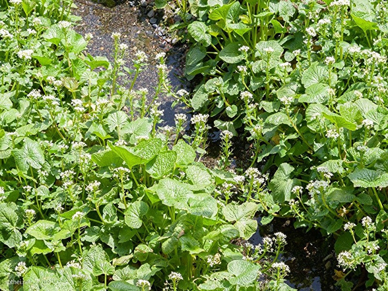 花わさび（期間限定・安曇野産本わさびの花100ｇ） – 安曇野自然食品